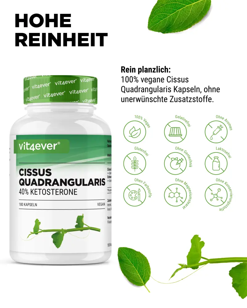 Cissus Intenso (180 Kapsel - 725 mg Extrakt - 40% Ketosterone)